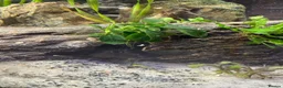 Angelfish fish for sale: Tropical fish for sale  in London - Advert 7