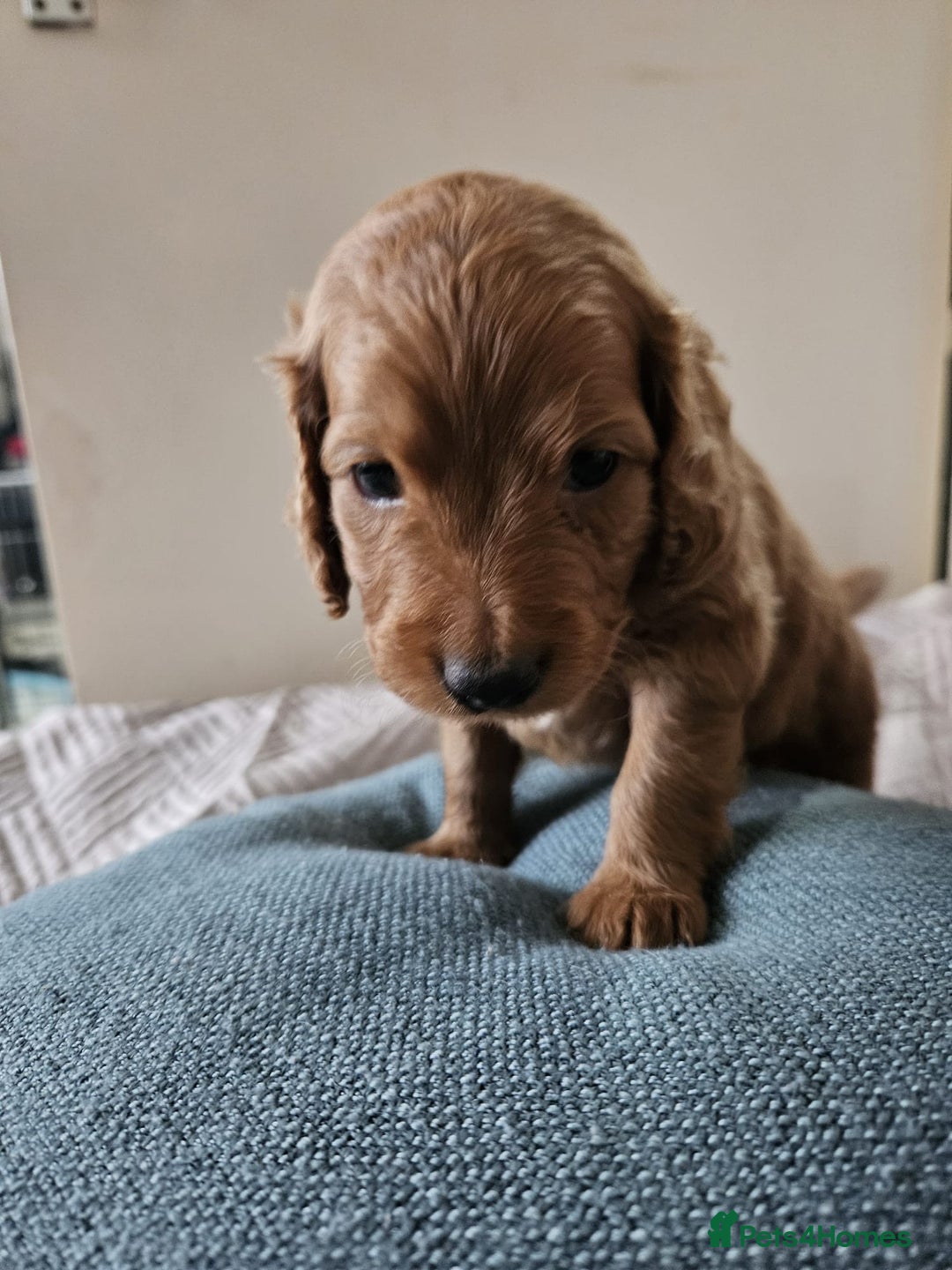 Cockapoo dogs for sale: Gorgeous cockapoo puppies, 2 boys and 2 girls - Advert 6
