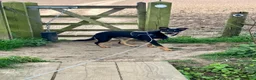 Mixed Breed dogs for sale: Loving Home Needed for Kelpie-Border Collie Mix in Northampton - Advert 4