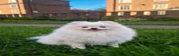 Pomeranian dogs for sale: 2,5 kg Teddy Bear face pomeranian  - Advert 6