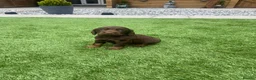 Cocker Spaniel dogs for sale: Working cocker spaniel pups  in Stockton-on-Tees - Advert 7