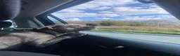 Staffordshire Bull Terrier dogs for sale: 7 Beautiful KC blue and black puppies 4 girl 3 boy in Walsall - Advert 20
