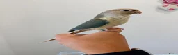 Conures birds for sale: HAND REARED TAME BABY CONURES  - Advert 4