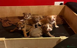 American Bully dogs for stud: Lilac tri pocket bully  - Image 5
