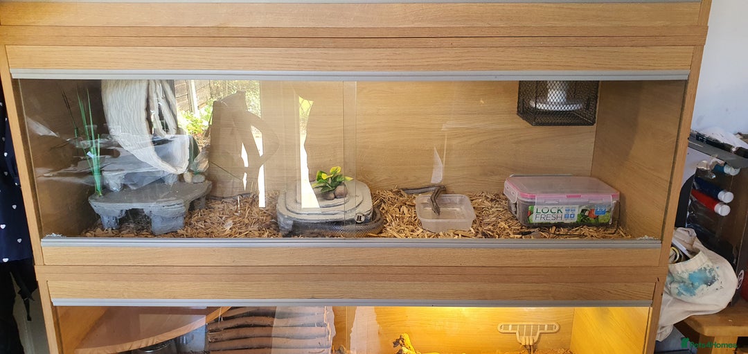 Corn Snake reptiles for sale: 2 corn snakes and vivaruims, complete set up. - Image 4