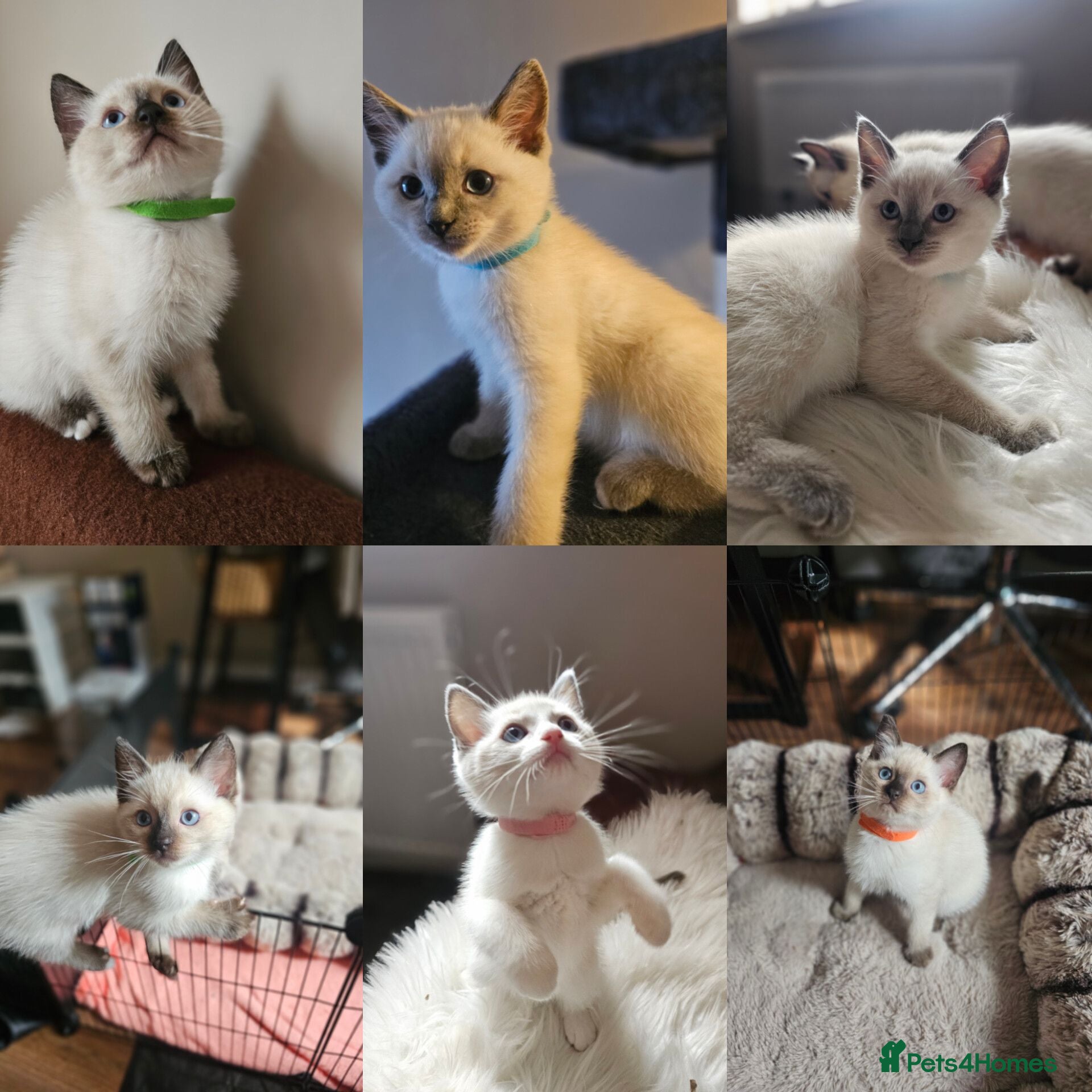 Ragamese cats Siamese x Ragdoll {Ragamese} kittens - Advert 3