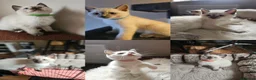 Ragamese cats for sale: Siamese x Ragdoll {Ragamese} kittens - Advert 1