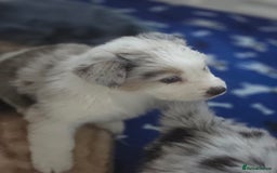 Australian Shepherd dogs for sale: Kc reg austraian shepards  - Image 8