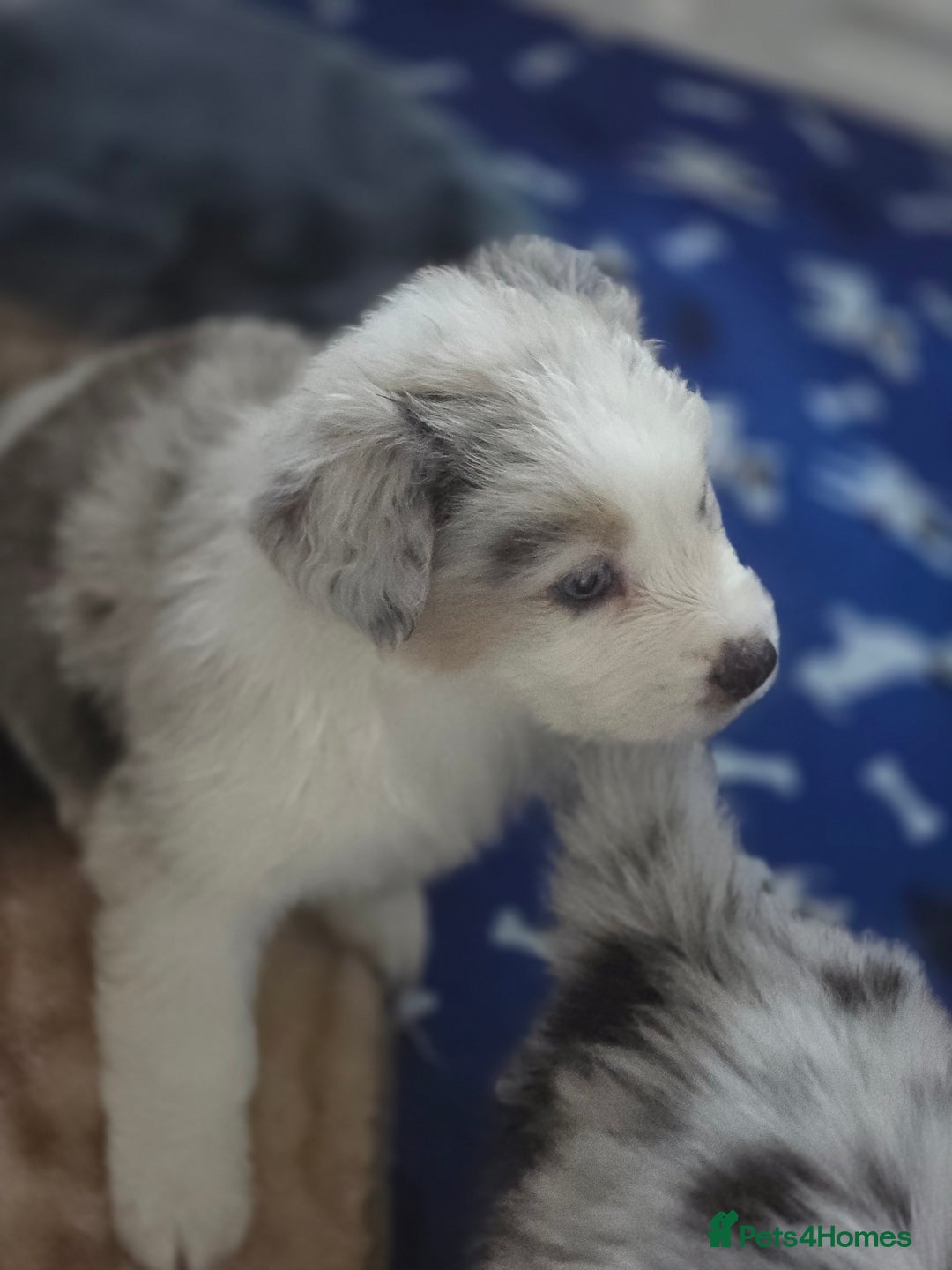 Australian Shepherd dogs for sale: Kc reg austraian shepards  - Image 8