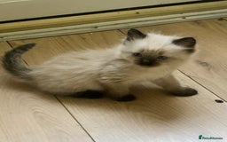 Siamese cats for sale: Adorable Siamese Kittens Looking for Loving Homes - Image 2