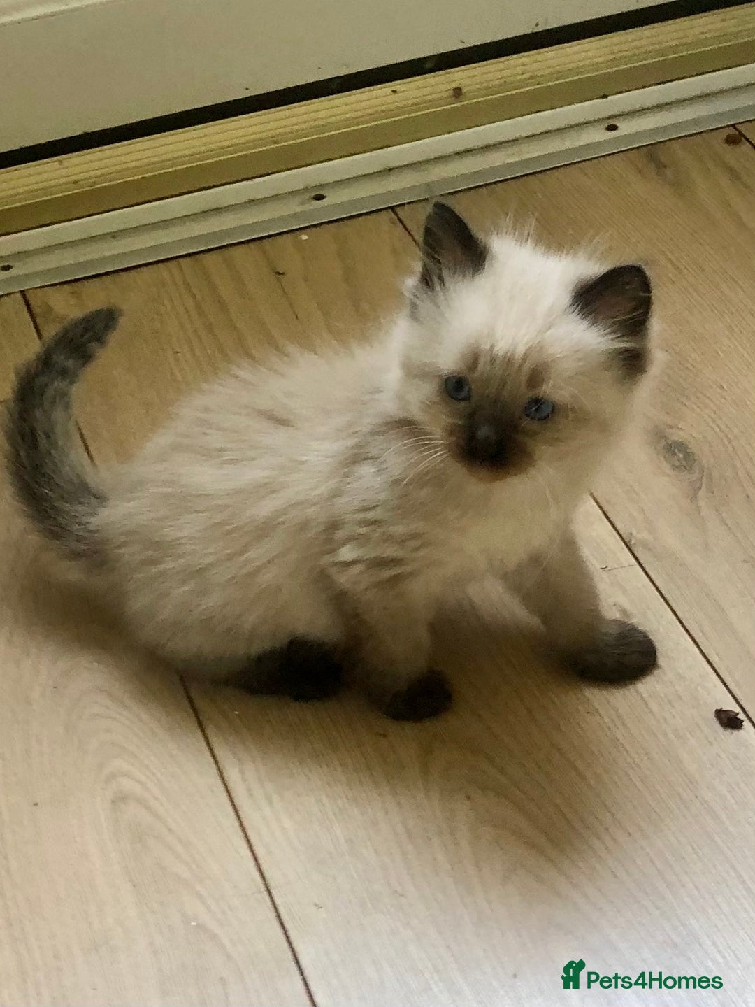 Siamese cats for sale: Adorable Siamese Kittens Looking for Loving Homes - Image 2