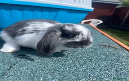 English Lop rabbits for sale: Beautiful bunnies in Pontefract - Image 9