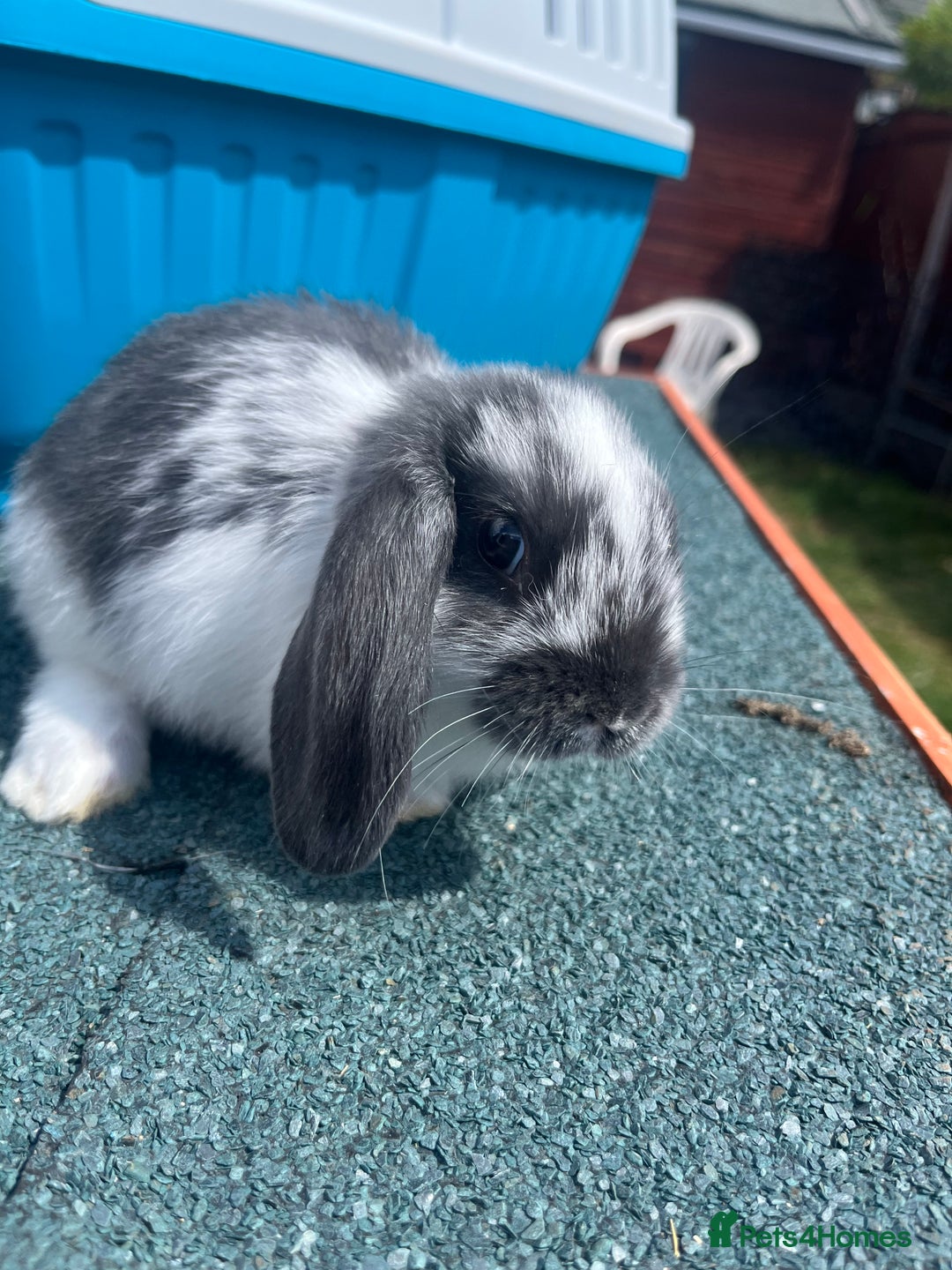 English Lop rabbits for sale: Beautiful bunnies in Pontefract - Image 9