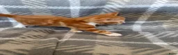 Domestic Shorthair cats for sale: Kittens for sale - Advert 7
