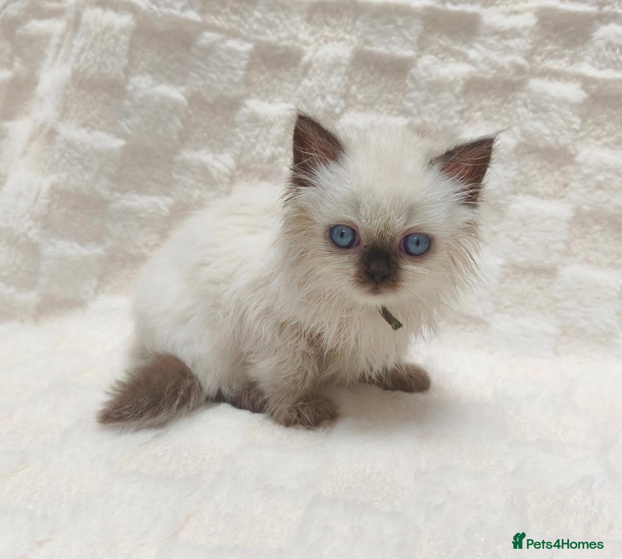 British Shorthair cats British shorthair and British longhair - Advert 1