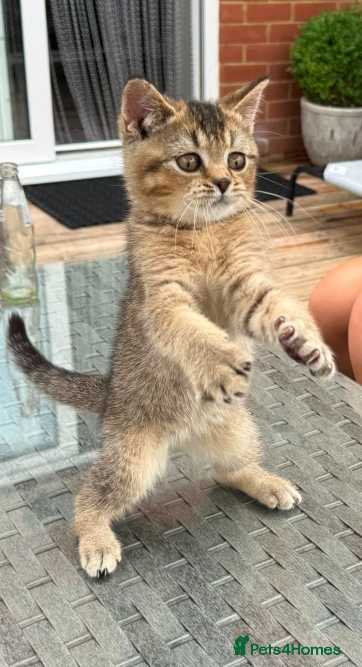 British Shorthair cats Ready now! TICA Scottish Straight/ Fold kittens  - Advert 6