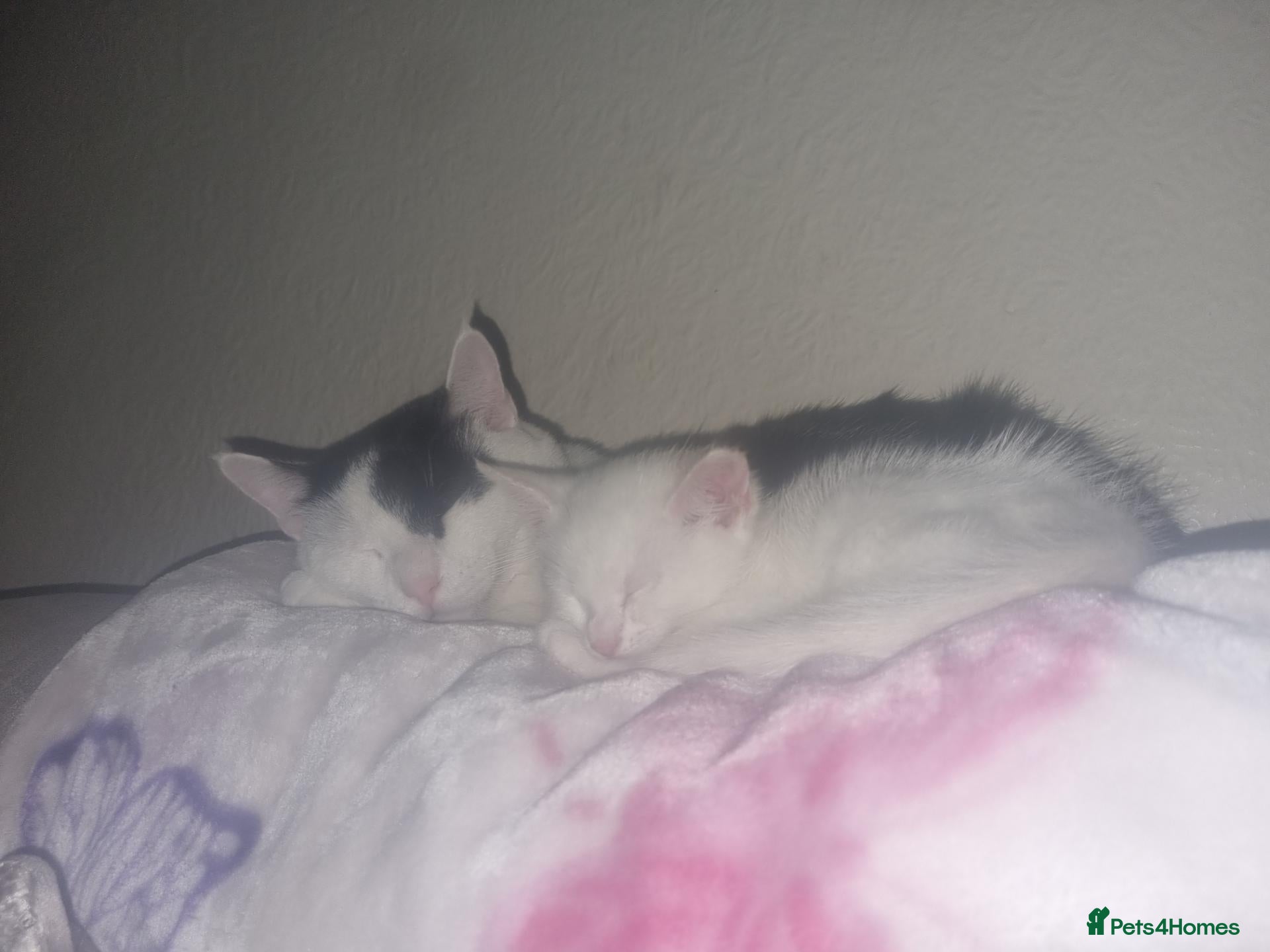 Mixed Breed cats Kittens  - Advert 1