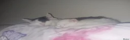 Mixed Breed cats for sale: Kittens  - Advert 1