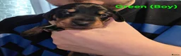 Miniature Dachshund dogs for sale: Wonderful litter of black & tan pups - Advert 3
