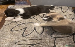 Akita dogs for sale: Akita Puppies for Sale - Advert 7