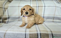 Miniature Dachshund dogs for sale: Beautiful long haired mini dachshunds  in Peterborough - Image 7