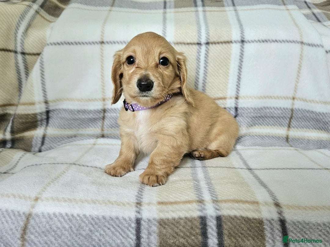 Miniature Dachshund dogs for sale: Beautiful long haired mini dachshunds  in Peterborough - Image 7