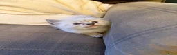 Ragdoll cats for sale: 3 gorgeous blue point male ragdolls. Ready now.  - Advert 7