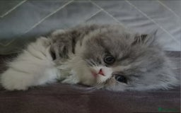 Persian cats for sale: Beautiful blue persian babies - Image 17