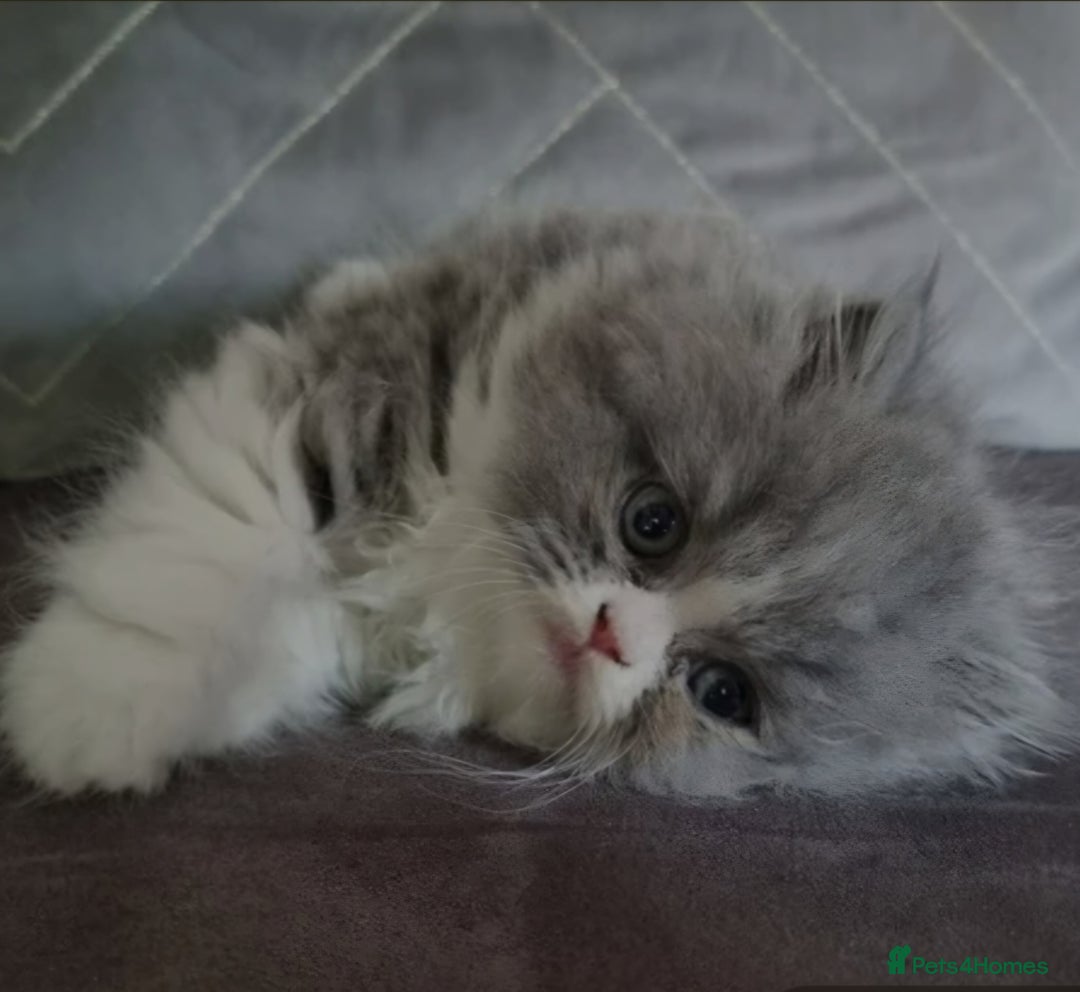 Persian cats for sale: Beautiful blue persian babies - Image 17