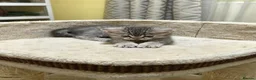 British Shorthair cats for sale: Lovely British shorthair kittens 😸  - Advert 3