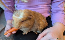 Guinea Pig rodents for sale: 5 week old male guinea pig - Advert 5
