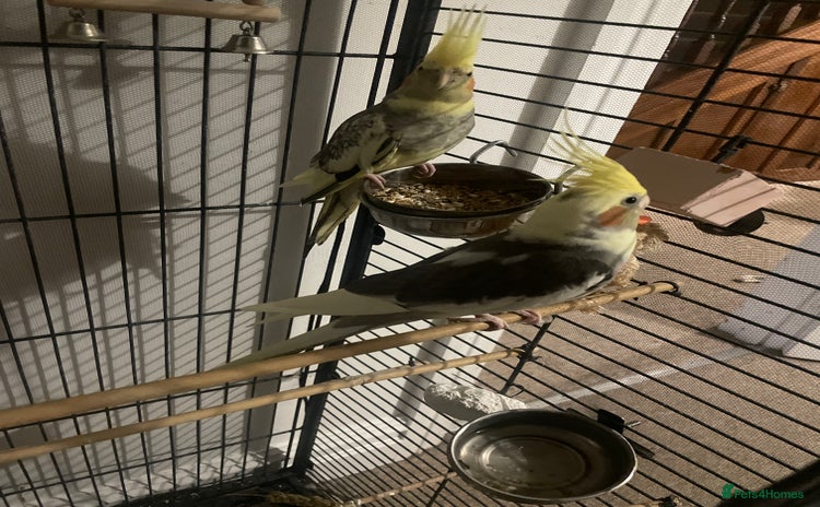 Cockatiels birds - Advert 1
