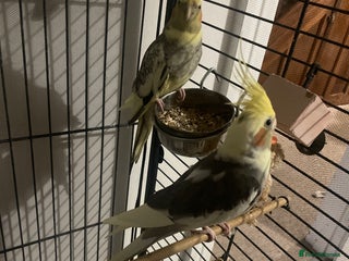 Cockatiels birds - Advert 36