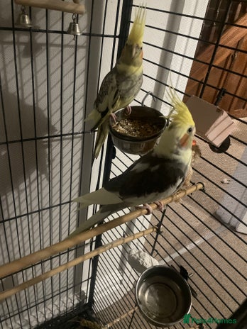 Cockatiels birds - Advert 1