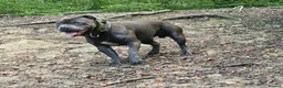 Staffordshire Bull Terrier dogs for stud: Kenbloom Mcintosh  - Advert 15