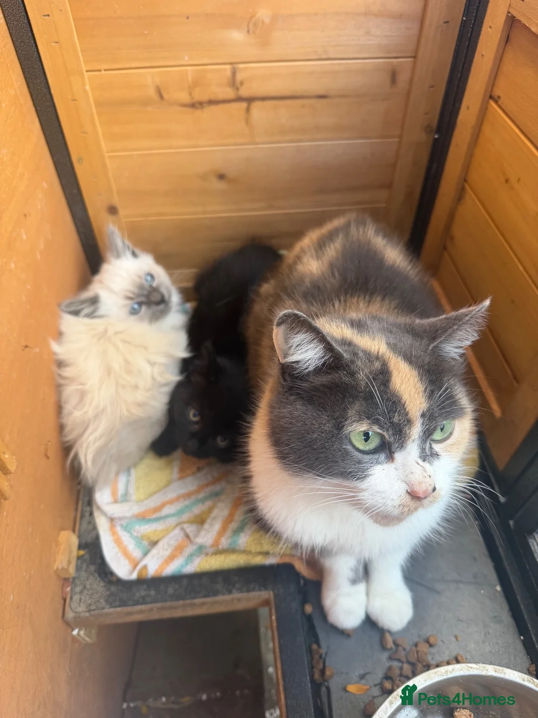 Mixed Breed cats for sale: READY TO GO Beautiful Ragdoll x kittens  - Advert 2