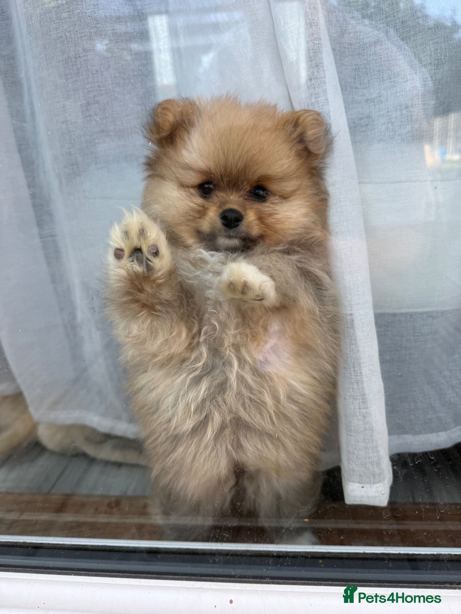 Pomeranian dogs     Tiny Fluffy Pomeranian Girls - Advert 1