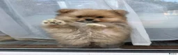 Pomeranian dogs for sale:     Tiny Fluffy Pomeranian Girls in Boston - Advert 1