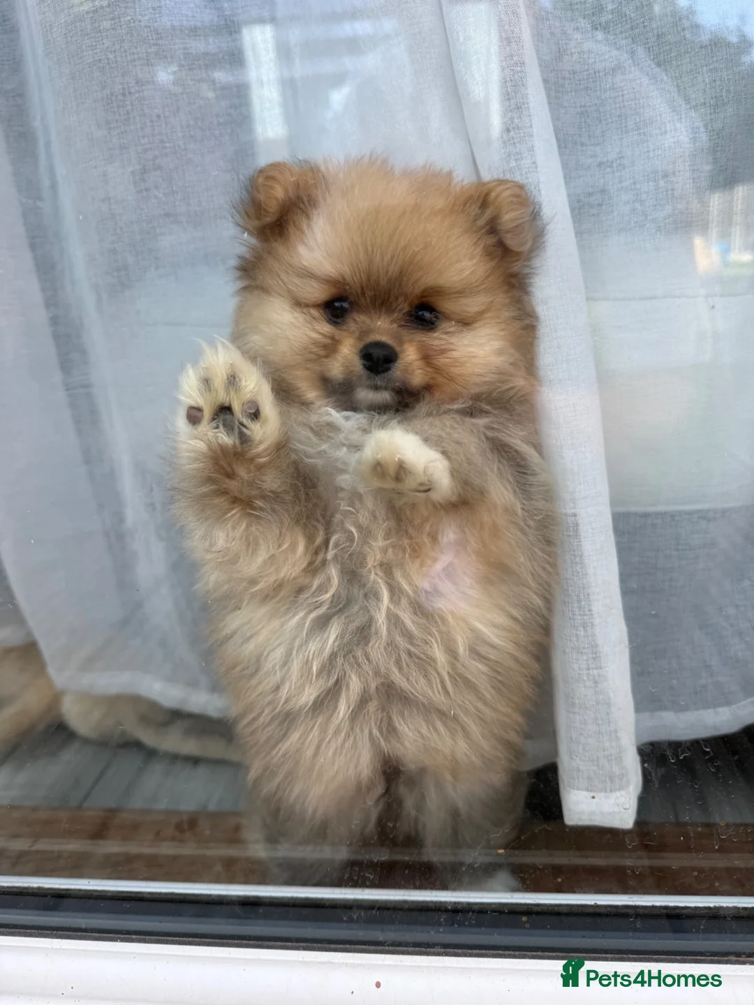 Pomeranian dogs for sale:     Tiny Fluffy Pomeranian Girls in Boston - Advert 1