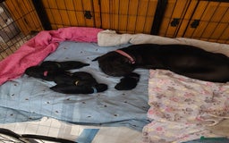 Mixed Breed dogs for sale: 6 shar poo puppys - Advert 7