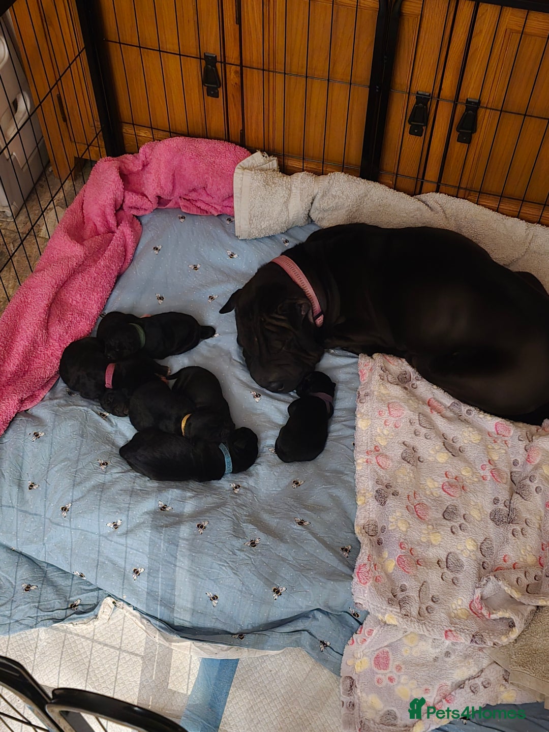 Mixed Breed dogs for sale: 6 shar poo puppys - Advert 7