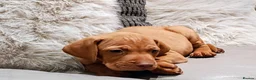 Hungarian Vizsla dogs for sale: Beautiful Hungarian Vizsla Puppies 4 Girls 2 Boys - Advert 22