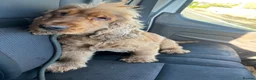 Cocker Spaniel dogs for sale: Proven kc registered show cocker spaniel for sale - Advert 2