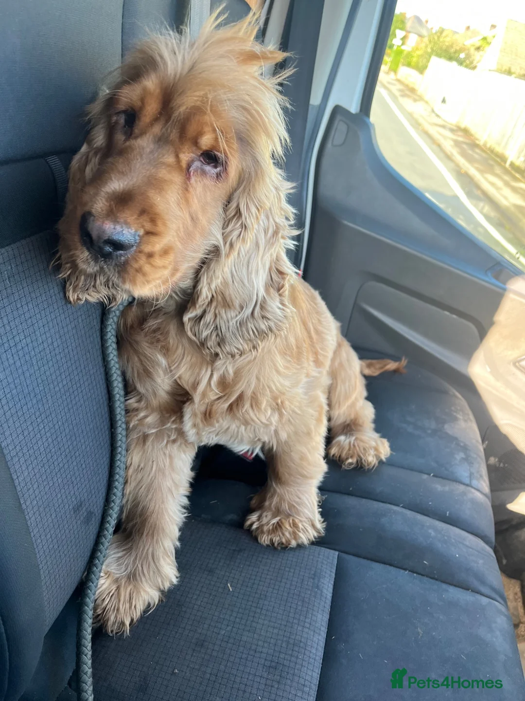 Cocker Spaniel dogs for sale: Proven kc registered show cocker spaniel for sale - Advert 2
