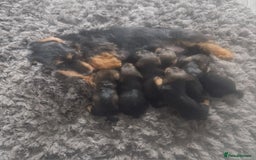 Dachshund dogs for sale: Kc wirehaired daschund puppies  - Image 28