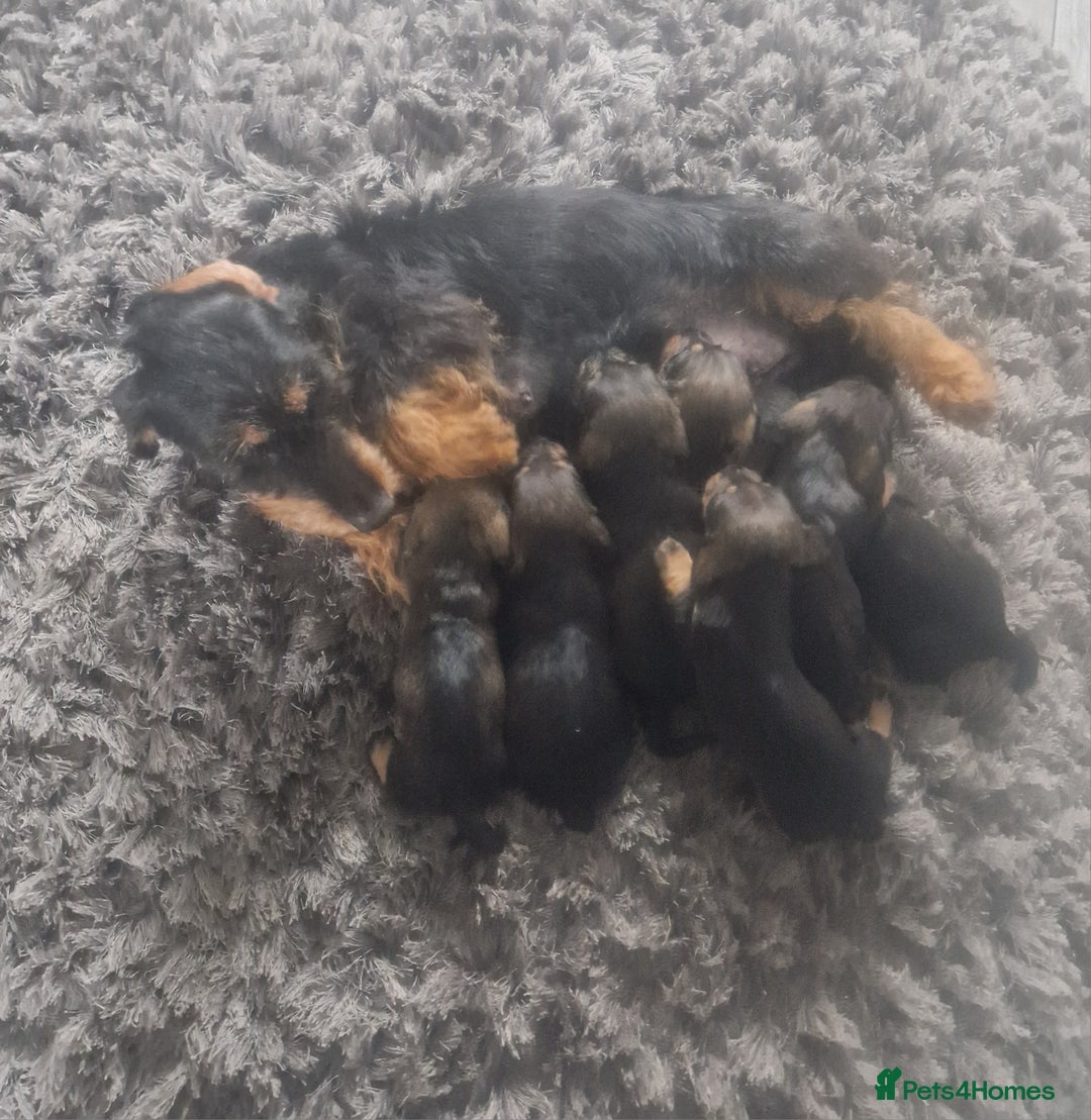 Dachshund dogs for sale: Kc wirehaired daschund puppies  - Image 28