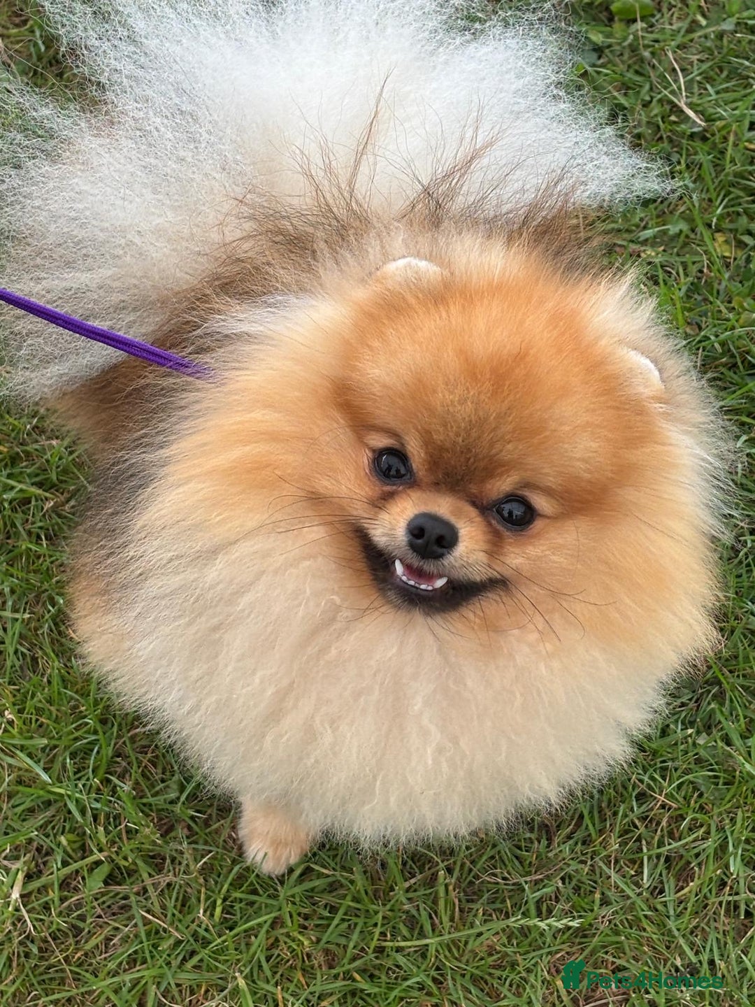 Pomeranian dogs for sale: Two 8 week old Pomeranian puppies  - Advert 16