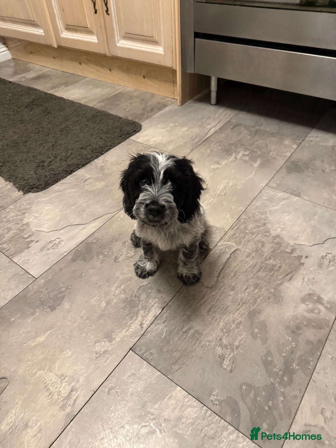 Cockapoo dogs for sale: Puppies - Advert 4