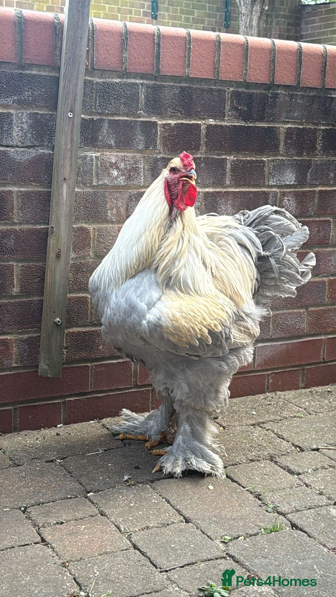Chickens poultry Brahma  - Advert 1