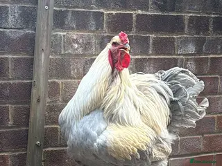 Chickens poultry Brahma - Advert 1
